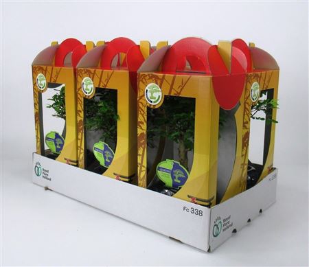 Bonsai Mix 13 Cm In Chinese Gift Box( No Driptray