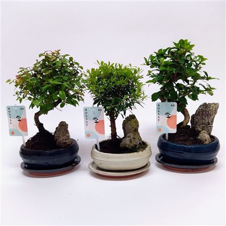 Bonsai Mix Landscape