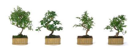 Bonsai Carmona S-shape Pot Artisan Collectio