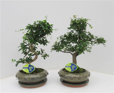 Bonsai Mix, Indoor
