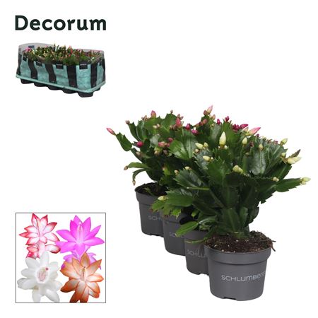 Schlumbergera Mix (decorum)