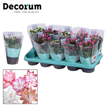 Schlumbergera Mix In Sleeve (decorum)
