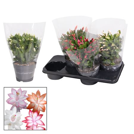Schlumbergera Mix