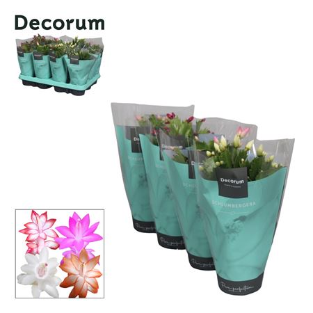 Schlumbergera Mix In Sleeve (decorum)