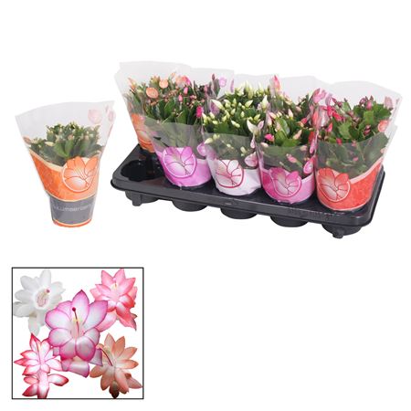 Schlumbergera Mix 20+