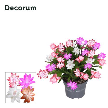 Schlumbergera (decorum)