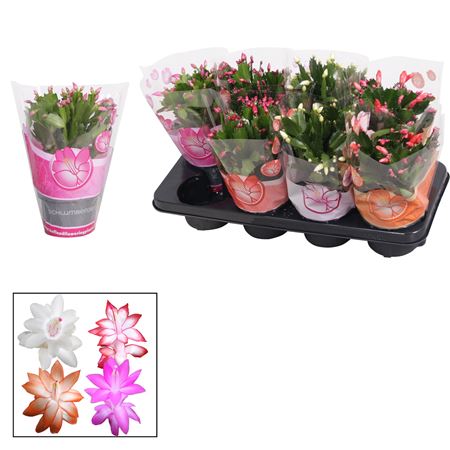 Schlumbergera Mix Ton Sur Ton 50+
