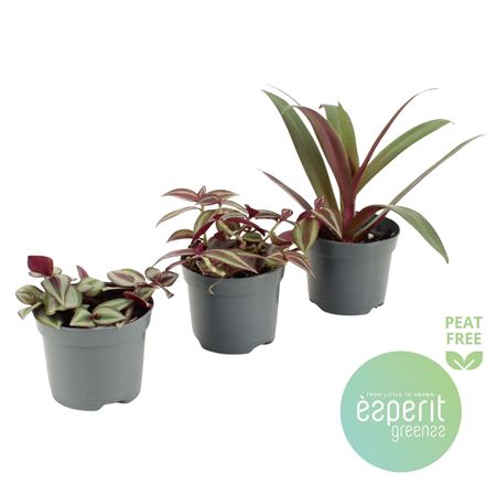 Tradescantia Mix 3-4 Srt