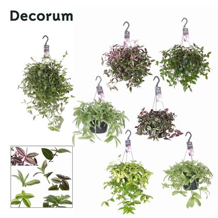 Tradescantia Mix Hanging (decorum)