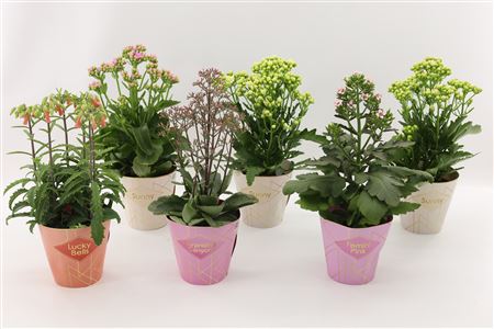 Kalanchoe Special Mix, Minimaal 3 Soorten Van Bijg