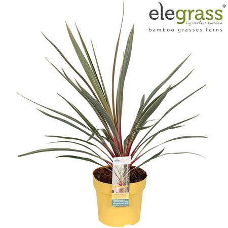 Cordyline Australis Magic Star