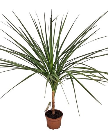 Cordyline Australis Green Star