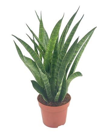 Sansevieria Zeylanica Green Line