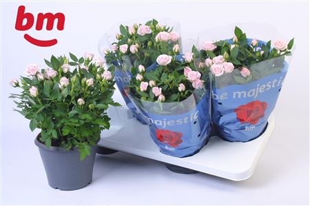 Rosa Jewel Patio Baby