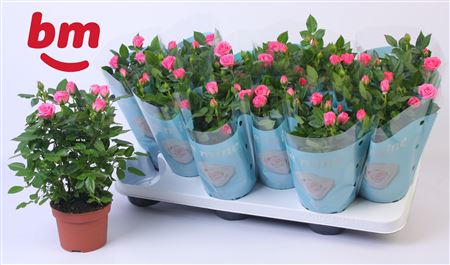 Rosa Sparkling Jewel (bm)