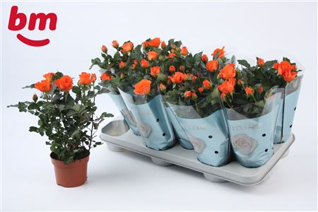 Rosa Orange Jewel (bm)