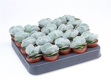 Cotyledon Undulata.