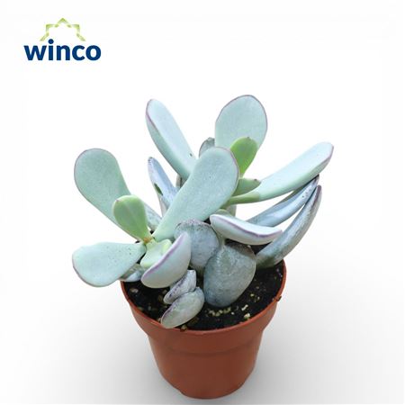 Cotyledon Orbiculata Hybride