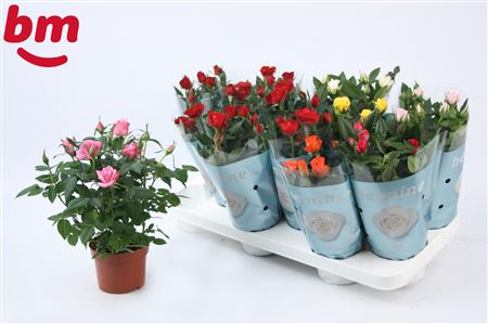 Rosa Beau Monde Mix 50% Red