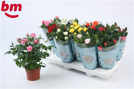 Rosa Beau Monde Mix 1 Red Plant