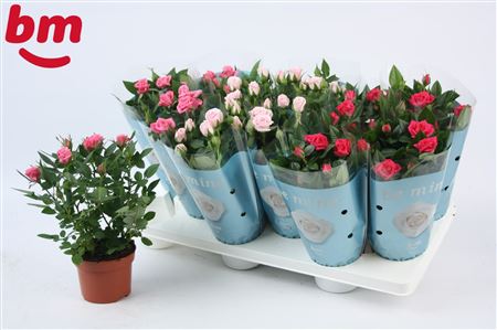 Rosa Mix Season (bm)