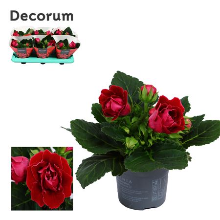 Gloxinia Sonata Red (decorum)