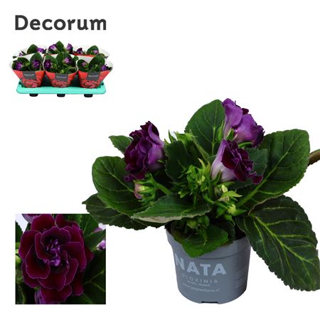 Gloxinia Sonata Purple (decorum)