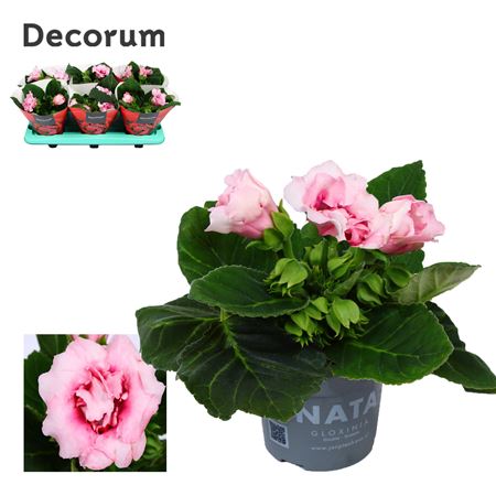 Gloxinia Sonata Pink (decorum)