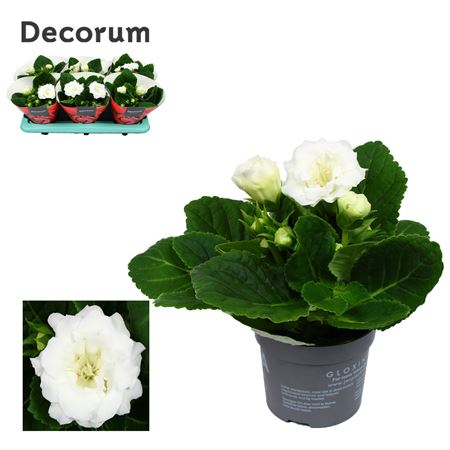 Gloxinia Sonata White (decorum)