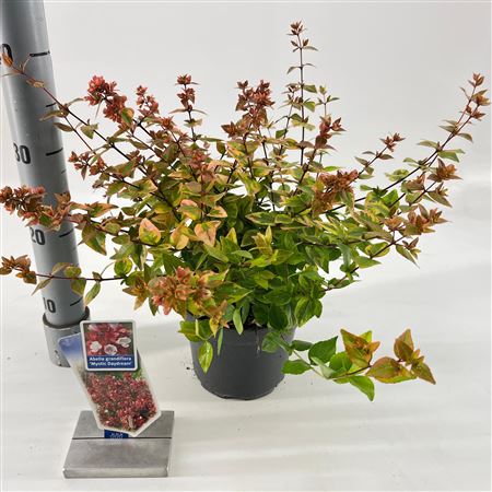 Abelia Grandiflora Mystic Daydream