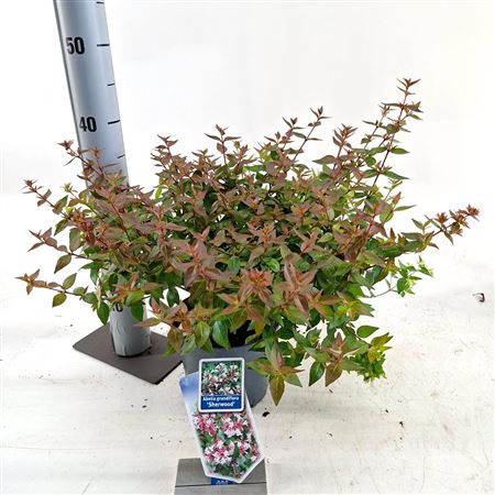 Abelia Grandiflora Sherwood
