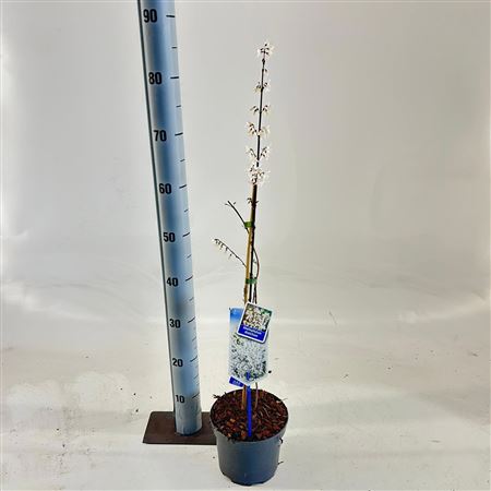 Abeliophyllum Distichum