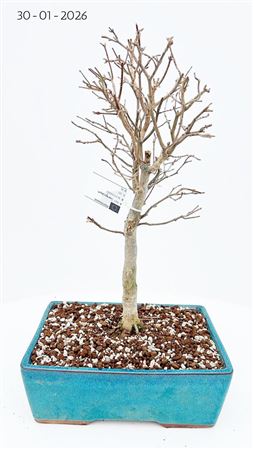 Bonsai Acer Buergerianum