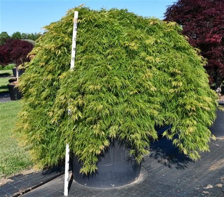 Acer Palm Green Lace On Stem
