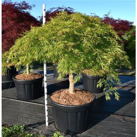 Acer Palm Green Lace