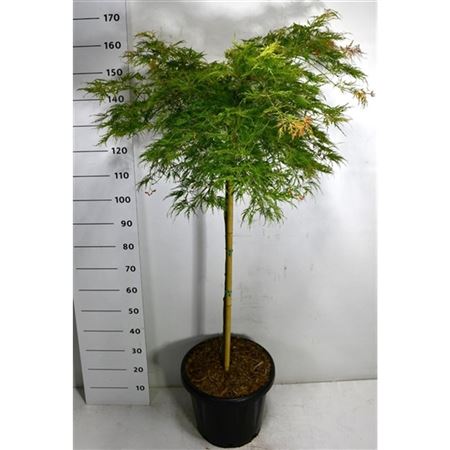 Acer Palm Green Lace On Stem