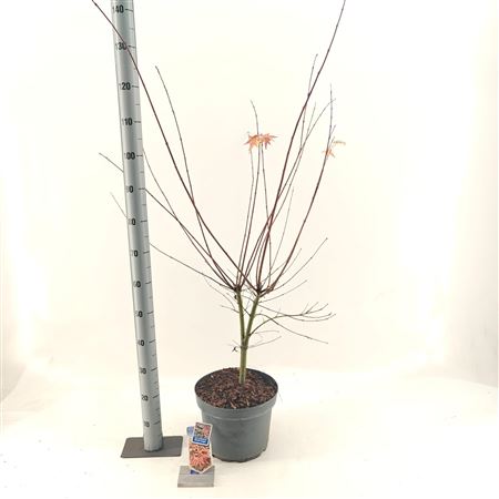 Acer Palm Brown Sugar