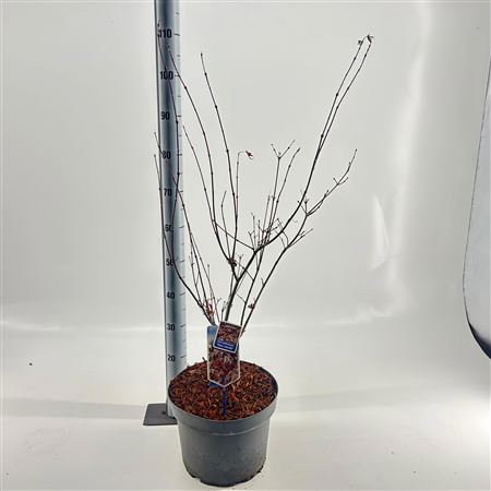 Acer Palm Yezo Nishiki