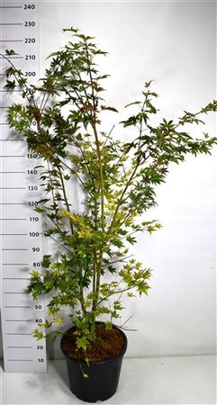 Acer Palm Brown Sugar