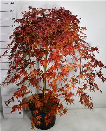 Acer Palm Cascade Ruby