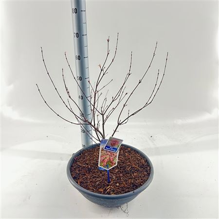 Acer Palm Royal Garnet