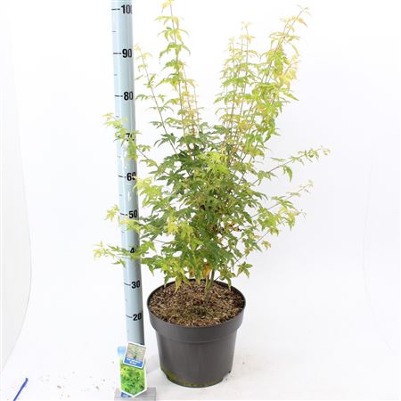 Acer Palm Bi-hoo
