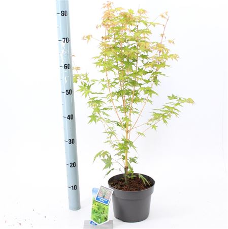 Acer Palm Bi-hoo