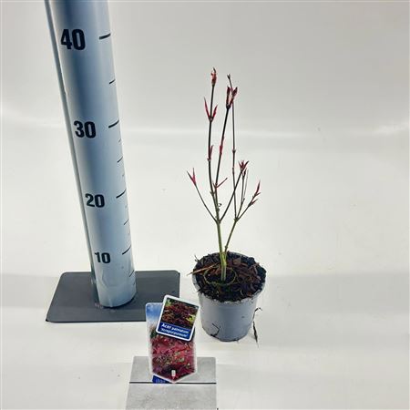 Acer Palm Atropurpureum