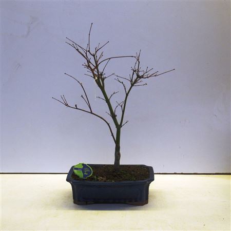 Acer Palmatum Atropurpureum