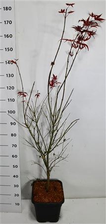 Acer Palm Atropurpureum