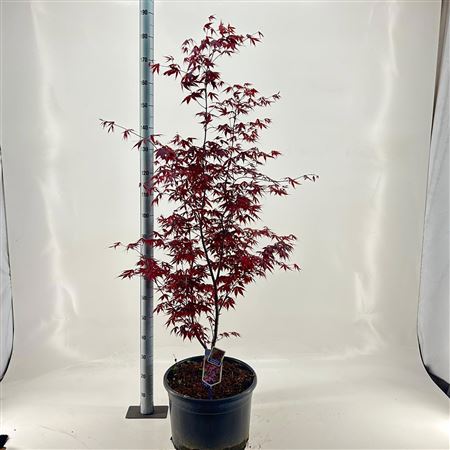 Acer Palm Bloodgood