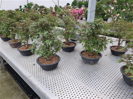 Bonsai Cer Palmatum Deshojo