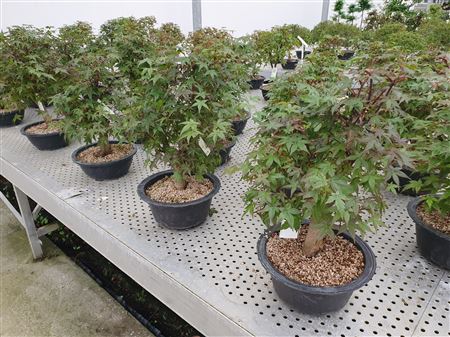 Bonsai Acer Palmatum Deshojo,