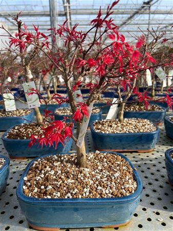 Acer Palmatum Deshojo,